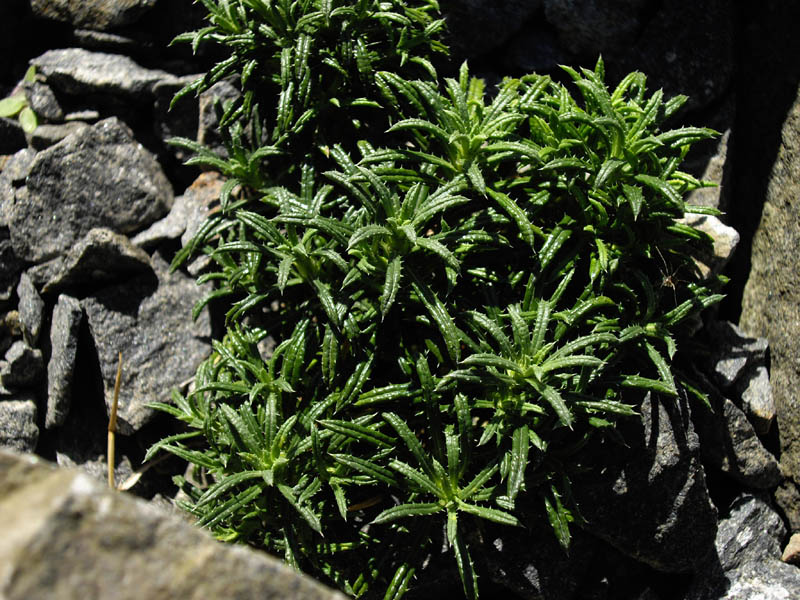 Perezia recurvata in bloom in a humid habitat of the coastal interior valleys of Chile
